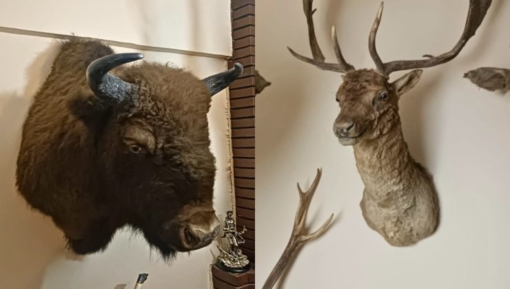 Saray’da 40 Parça Kaçak Tahnit Ele Geçirildi