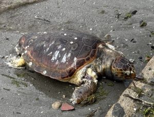 Tekirdağ Kıyılarında Ölü Caretta Caretta Bulundu