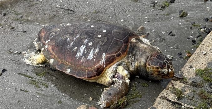 Tekirdağ Kıyılarında Ölü Caretta Caretta Bulundu