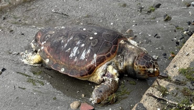 Tekirdağ Kıyılarında Ölü Caretta Caretta Bulundu