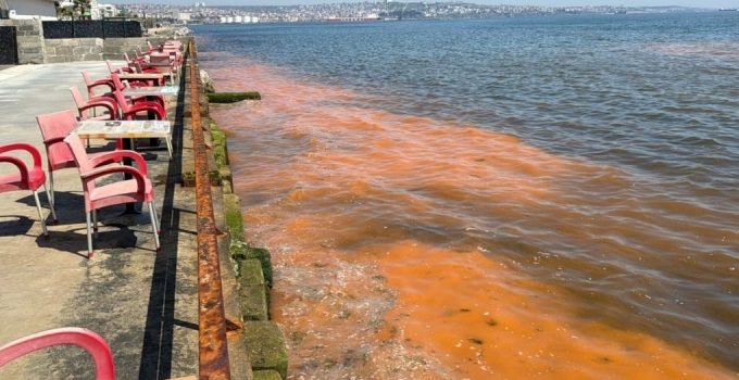 TEKİRDAĞ KIYILARINDA RENK DEĞİŞİMİ: ALG PATLAMASI
