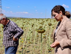 Büyükşehirden Üreticiye Destek: 5 Ton Karpuz Satın Alındı