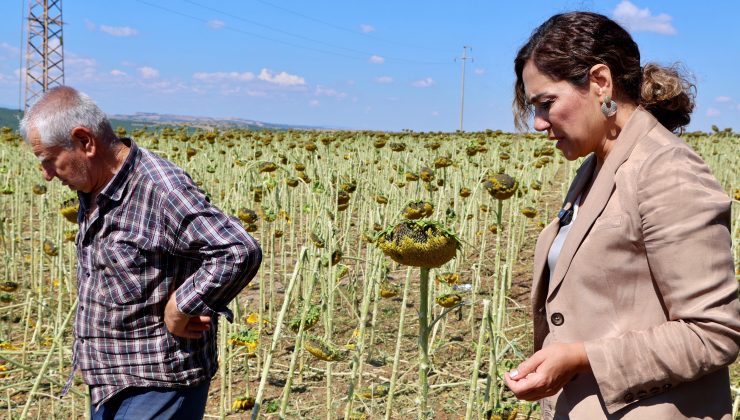Büyükşehirden Üreticiye Destek: 5 Ton Karpuz Satın Alındı